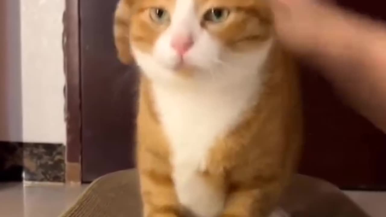 CAT PLANET😼🐈⬛