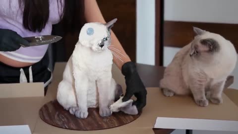 CAT REACTION TO CAKE SIMILAR TO CAT