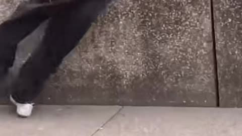 🔥🛹 Supreme Style in Milan! Vince Palmer's Epic Line | SkateNation