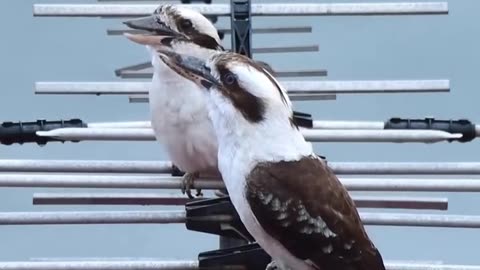 KOOKABURRAS CALLED THE NATURAL ALARM CLOCK OF AUSTRALIA DUE TO THEIR LOUD LAUGH-LIKE CALLS AT DAWN & DUSK