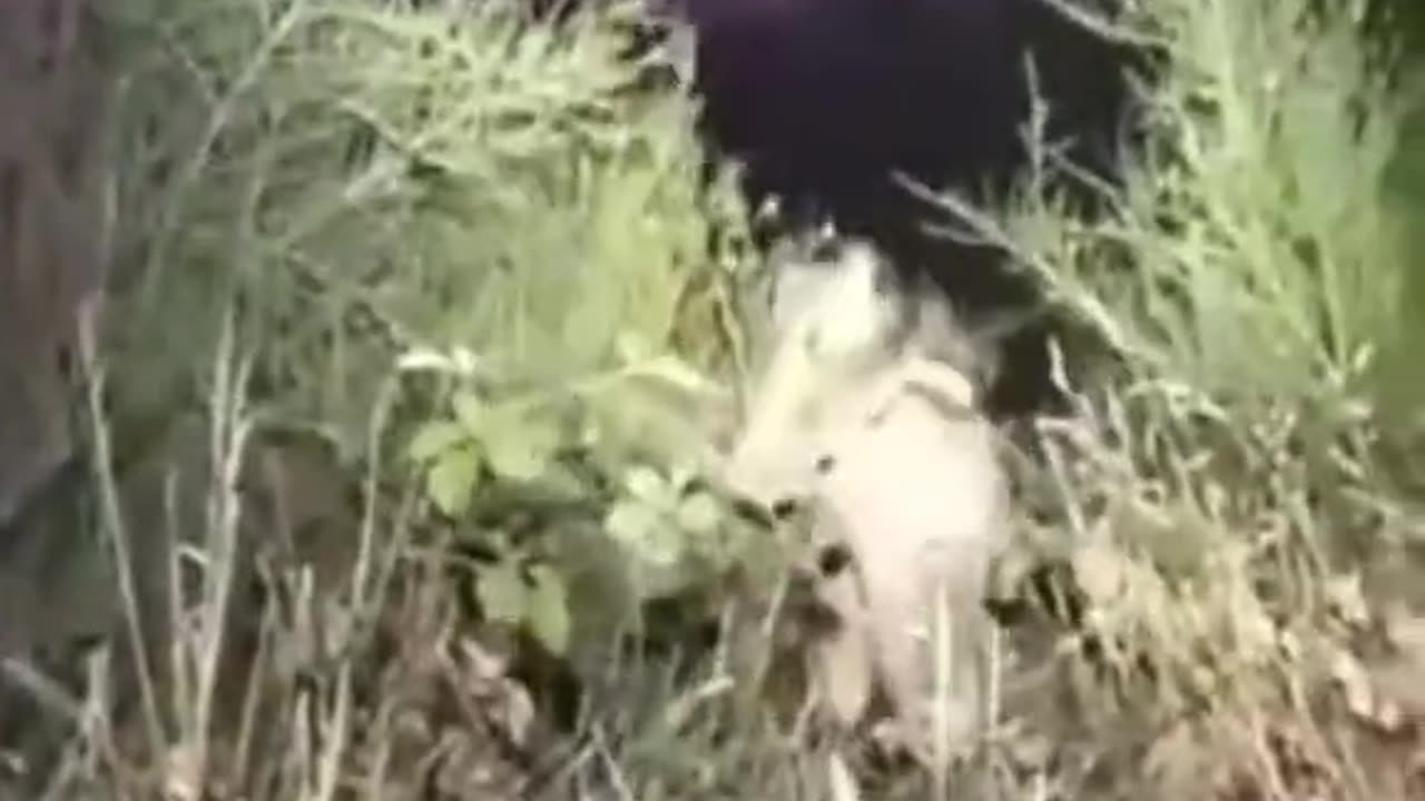 😱👻 What the Hell is That?! | TheHauntingHour