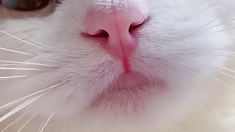 Cute cat meow