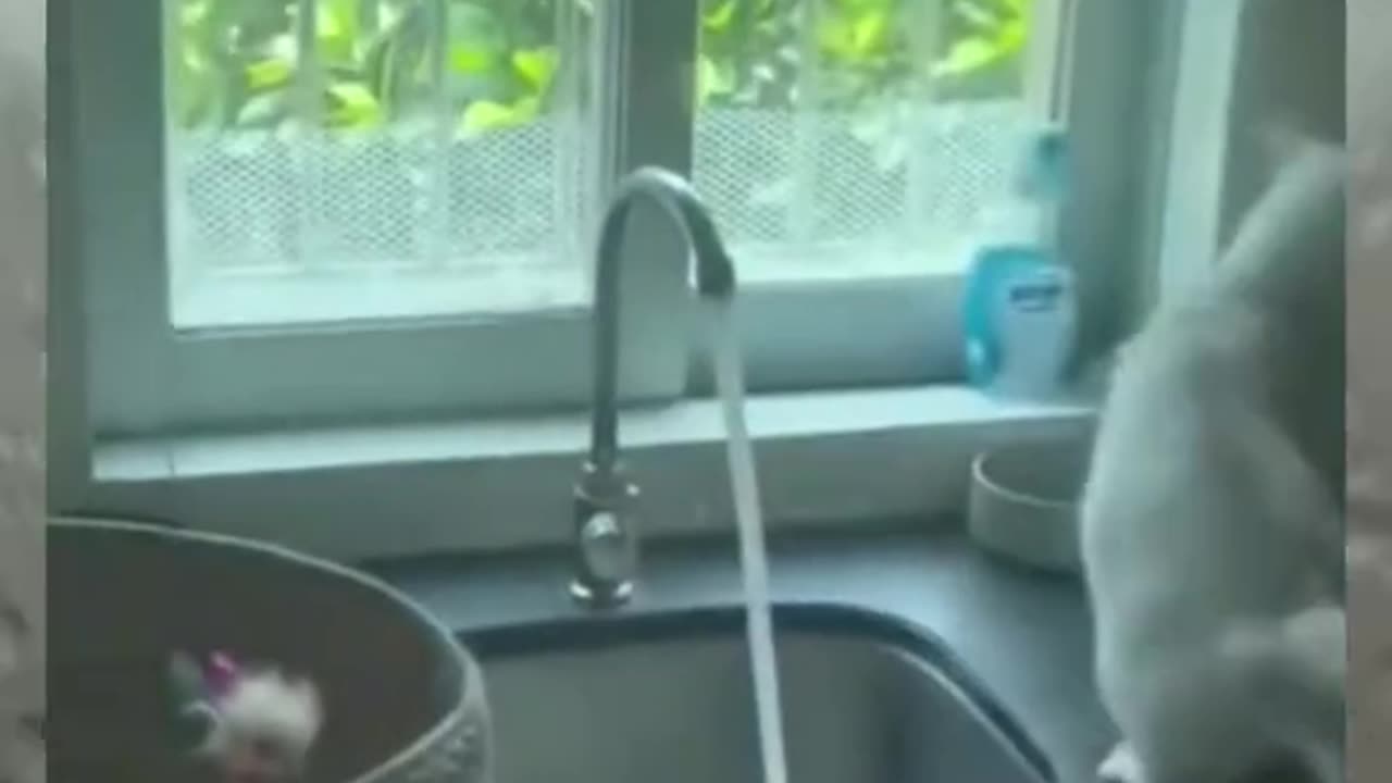 You can't stop laughing𤣠Cute cat funny videos 2025. Trending Viral Cat.