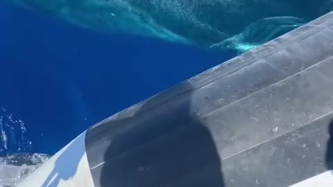 Whale