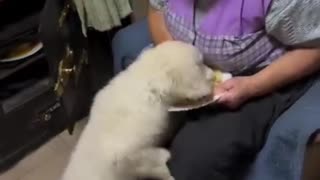 🤣🐶 Grandma Takes on Dog in Hilarious Showdown! | FunFM