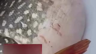 🤯🐟 You Won't Believe The Surprise Inside This Fish! | FunFM