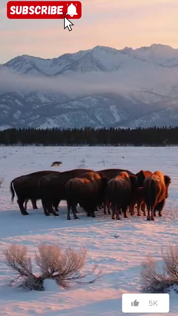 The Daily Life of an Elephant Family