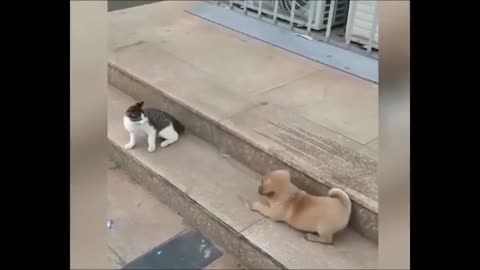 Funny Animal video