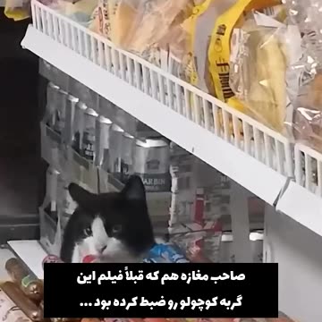 funny cat stealing food from shop