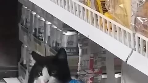 funny cat stealing food from shop