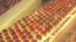 Egg candling