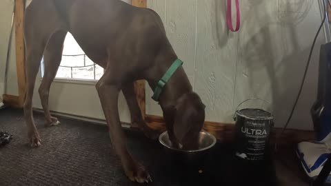 StevieJane 5000 eats