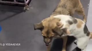 😂🐈 This Dog Was Missing For 2 Weeks & The Cat's Reaction Is PRICELESS! | FunFM