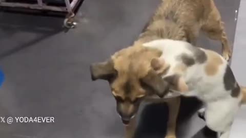 😂🐈 This Dog Was Missing For 2 Weeks & The Cat's Reaction Is PRICELESS! | FunFM