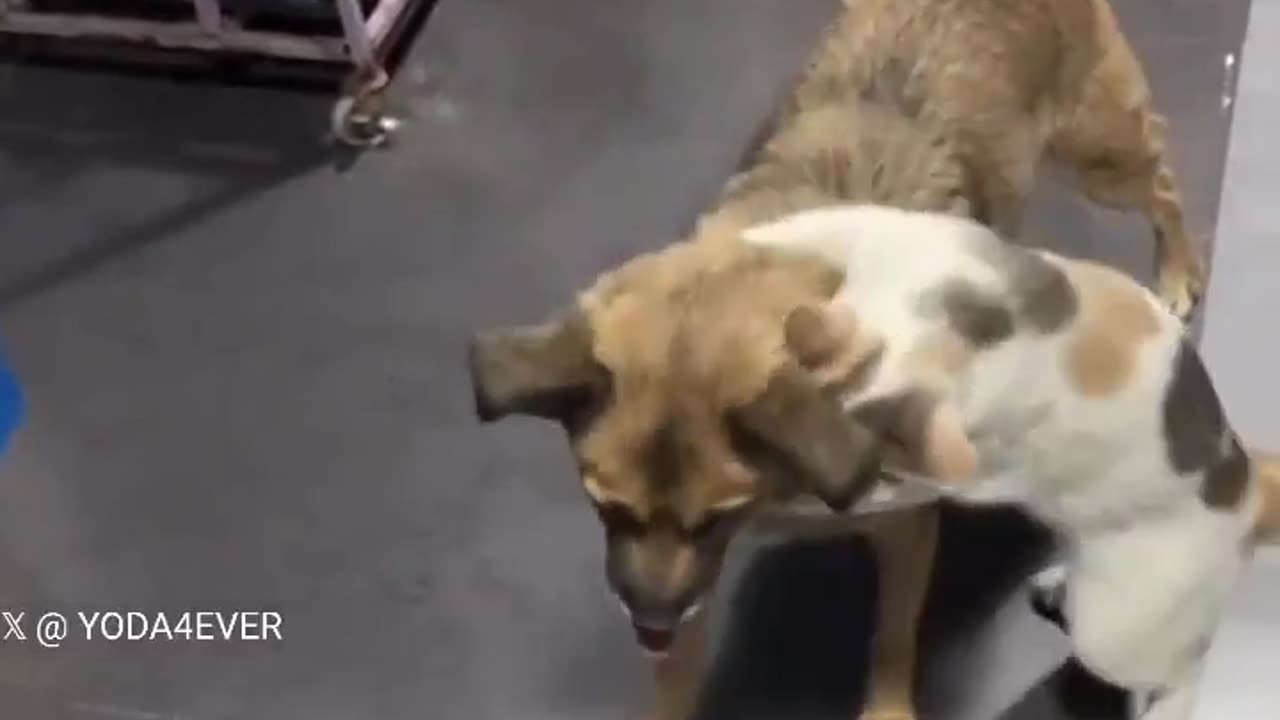 😂🐈 This Dog Was Missing For 2 Weeks & The Cat's Reaction Is PRICELESS! | FunFM