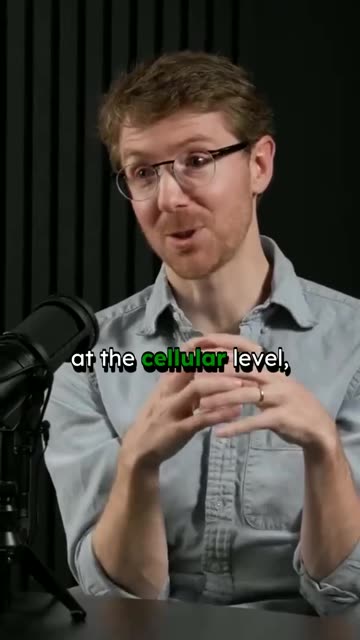 Metabolism Myth Debunked - Dr Martin Picard and Andrew Huberman #aging #exercise #age #metabolism