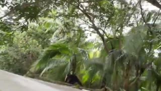 😂🐒 Ultimate Monkey Madness! | FunFM