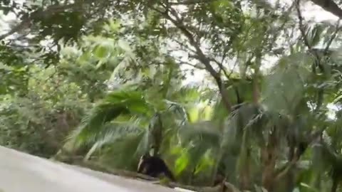 😂🐒 Ultimate Monkey Madness! | FunFM