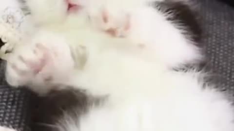 Dog's Comedy Videos 🤣 so cute videos 😍 funny videos in puppies comedy scenes 🤣