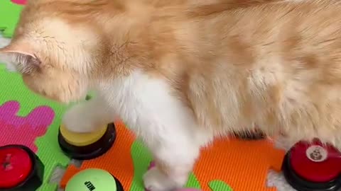 Cat Dog