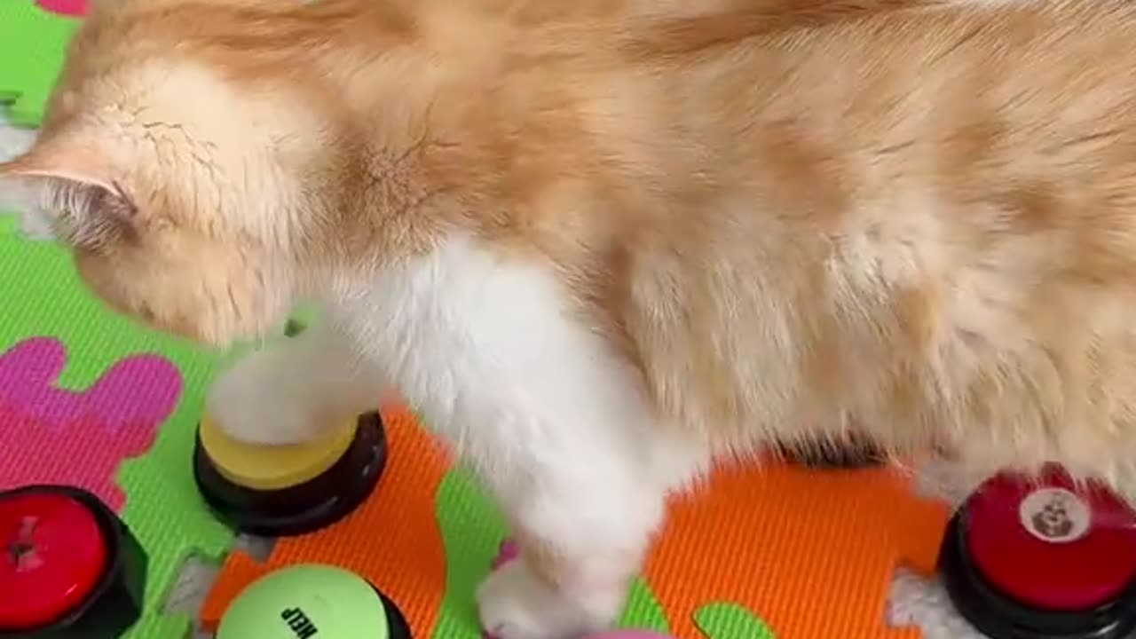 Cat Dog