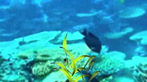 Breaking: SCARY OCEAN FACTS!! #Shorts