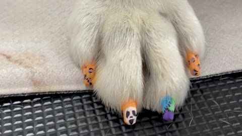 Groomed Dog Gets Halloween Nails