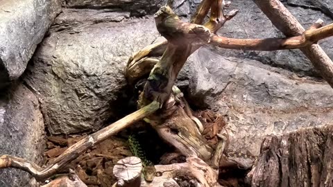 Gopher Snake at the San Diego Zoo