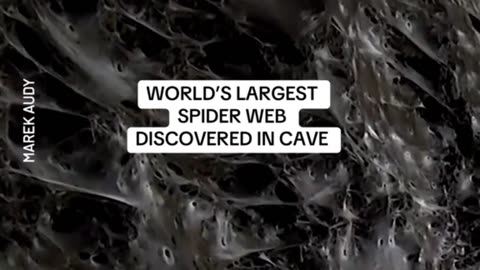 Arachnophobes beware, scientists have found what could be the world's largest spider web,