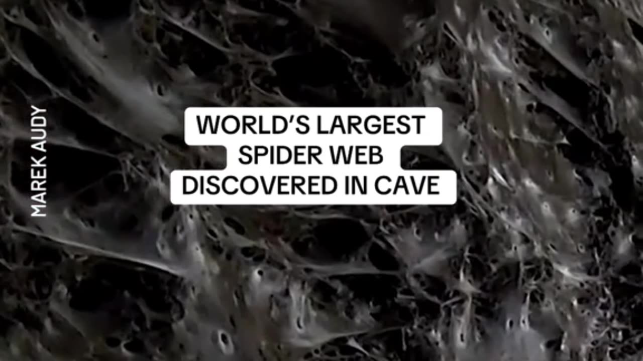 Arachnophobes beware, scientists have found what could be the world's largest spider web,
