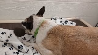 Venus 10y A851996@TRN she's being fostered now I guess I want her 2 feel @🏠 w/usOrWhoever20251012939