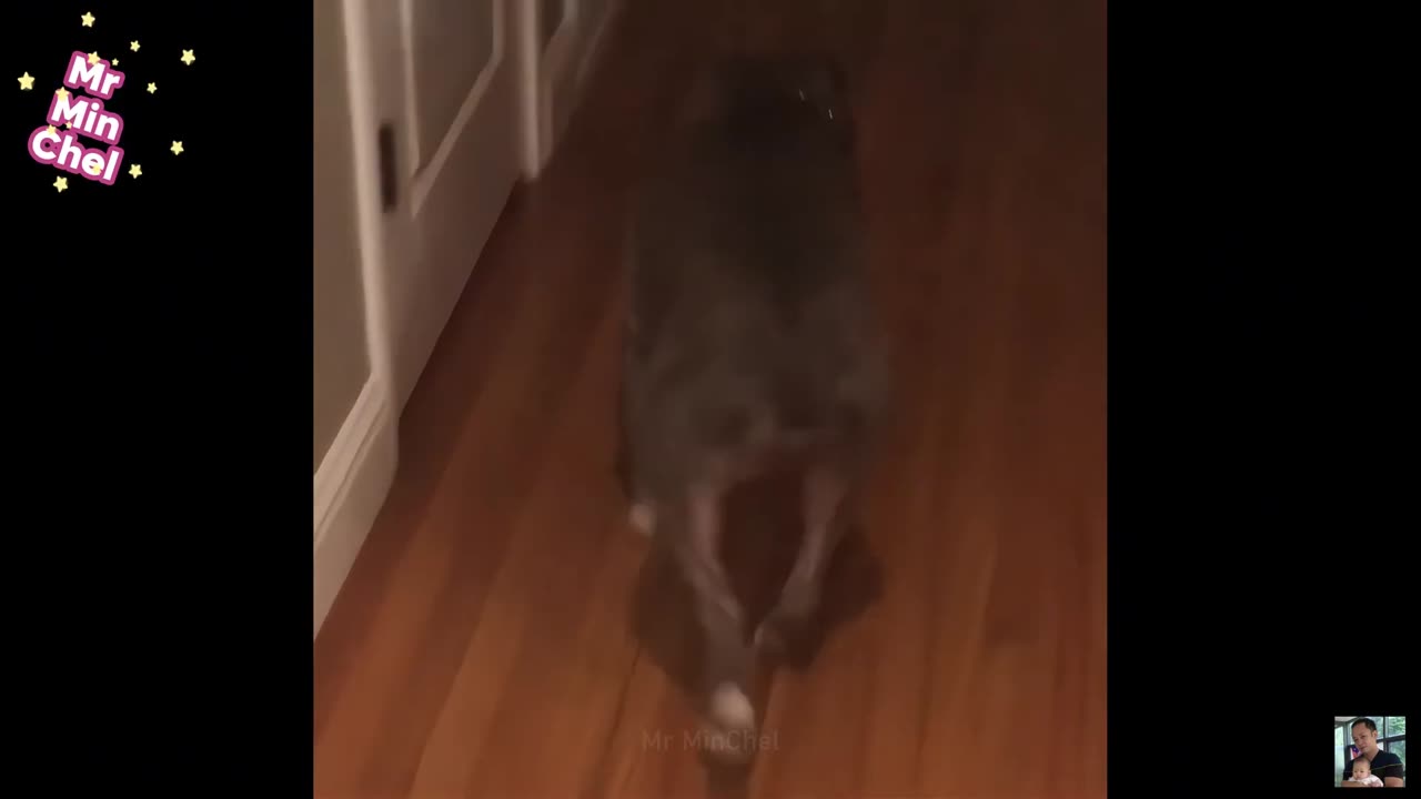2025 Funniest Cats and Dogs Memes Try Not to Laugh Challenge