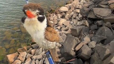 Cute Bird Lands on Fishing Rod
