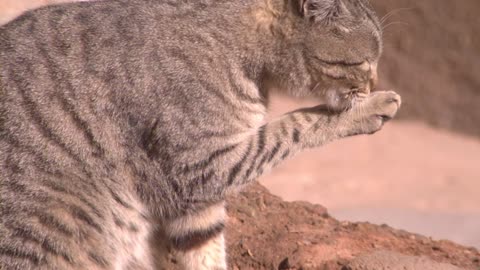 Cat in Slow Motion