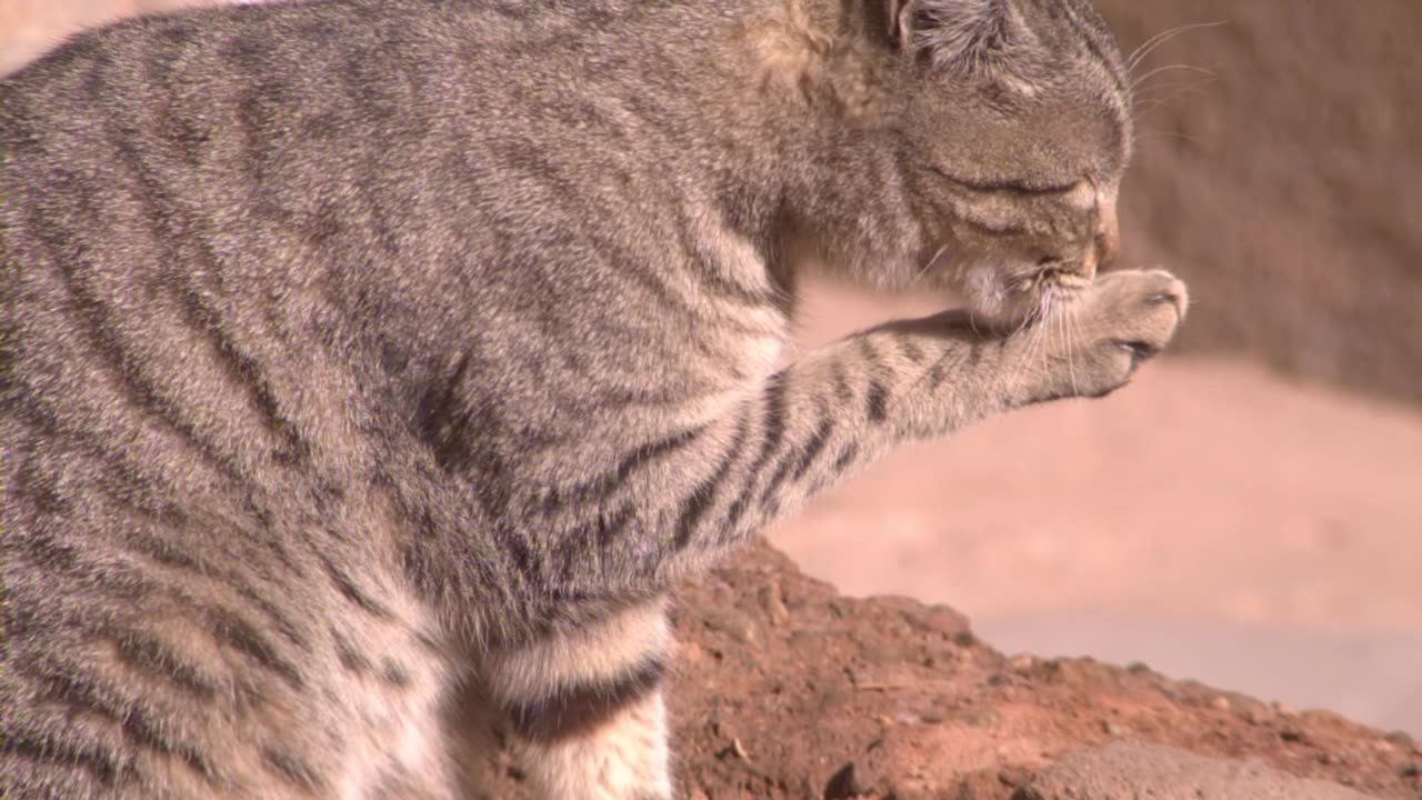 Cat in Slow Motion