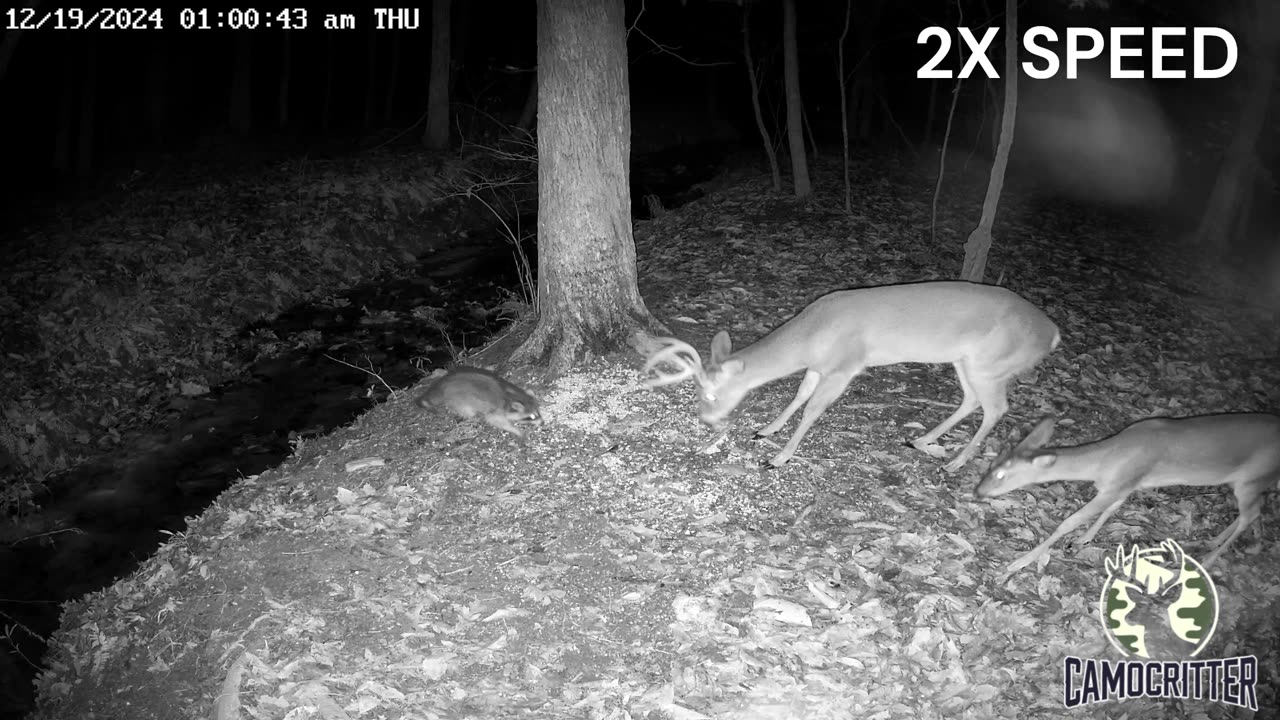 This buck showed this racoon he was boss