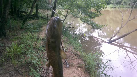 Catfish are hungry, bobber is bobber