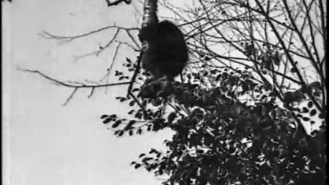 Eventide The Beaver Canadian Porcupine - Eventide The Beaver Canadian Porcupine - fc-fc-2462