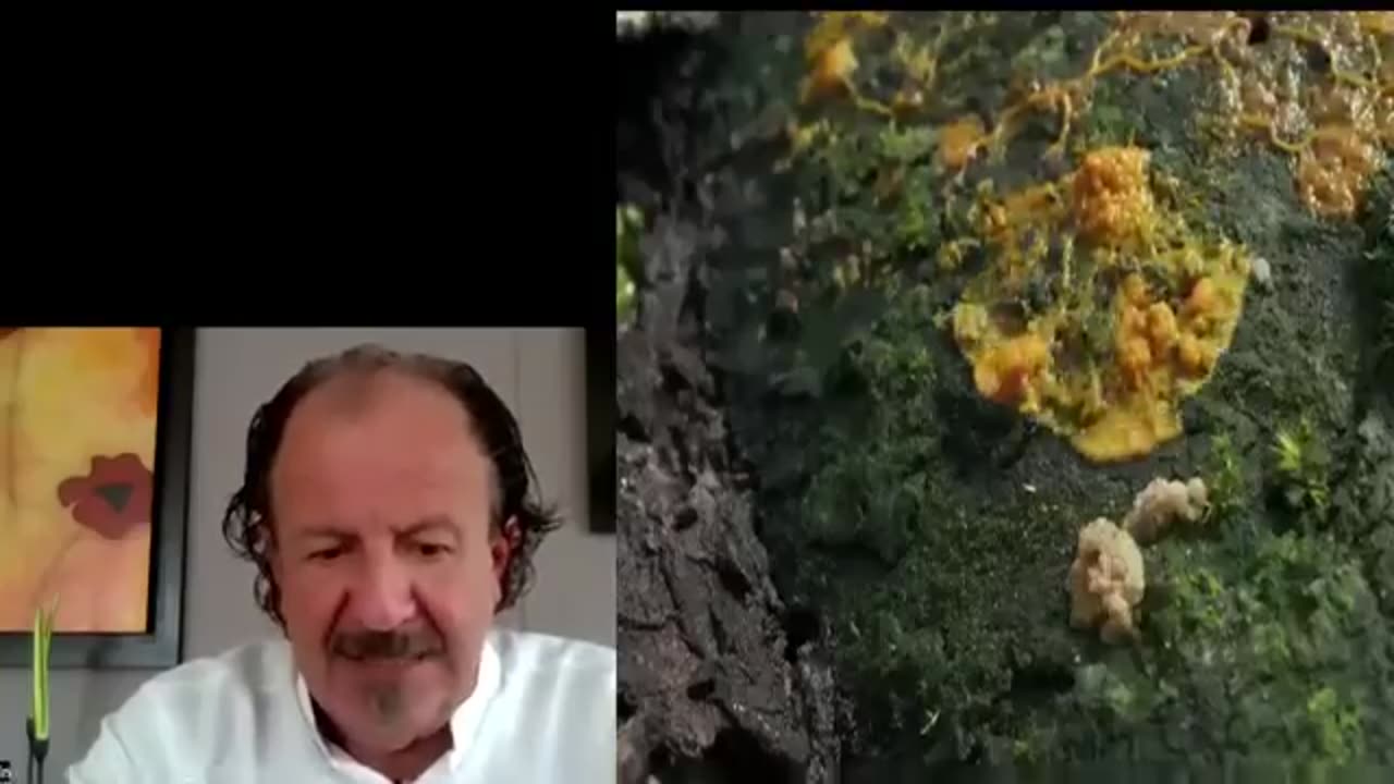 Parasitos y Algo Mas - Arlequin