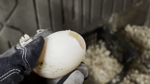 Partially Frozen Egg! #chickensandducks #winter #WinterStorm2026 #frozen