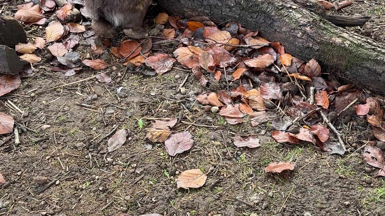 Funniest Bunny Antics You Can't Miss!