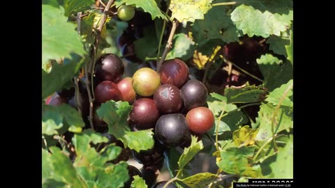 Odds and Ends S3 9 Muscat Grape Domestication