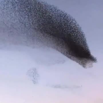 Love All Life Always #54 - Birds Flying Magic!!