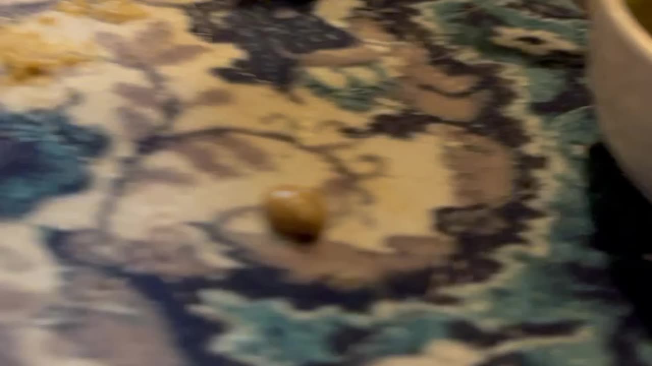 Bulldog Puppy Steps in His Mush