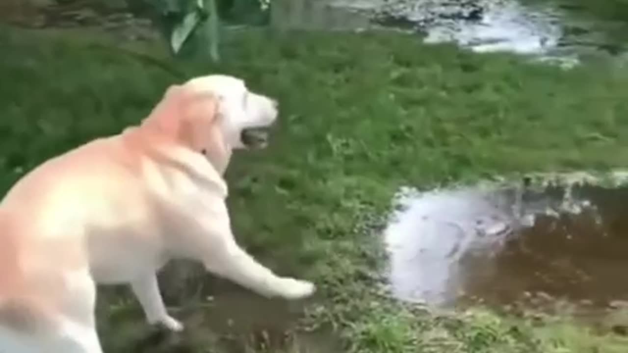 Dogs and Music 🥳🏖🏖