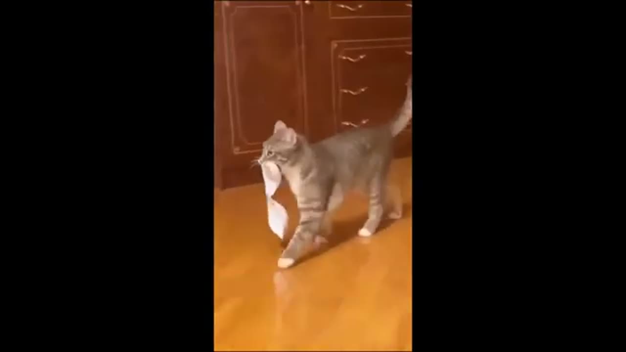 Funny animals - Funny cats / dogs - Funny animal videos