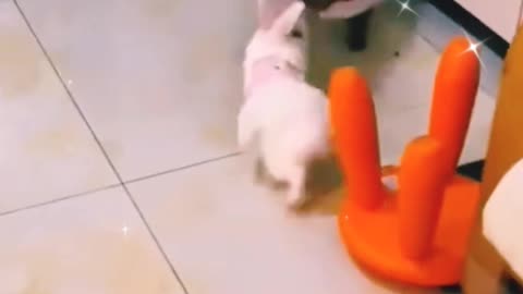 Funnyanimalvideo