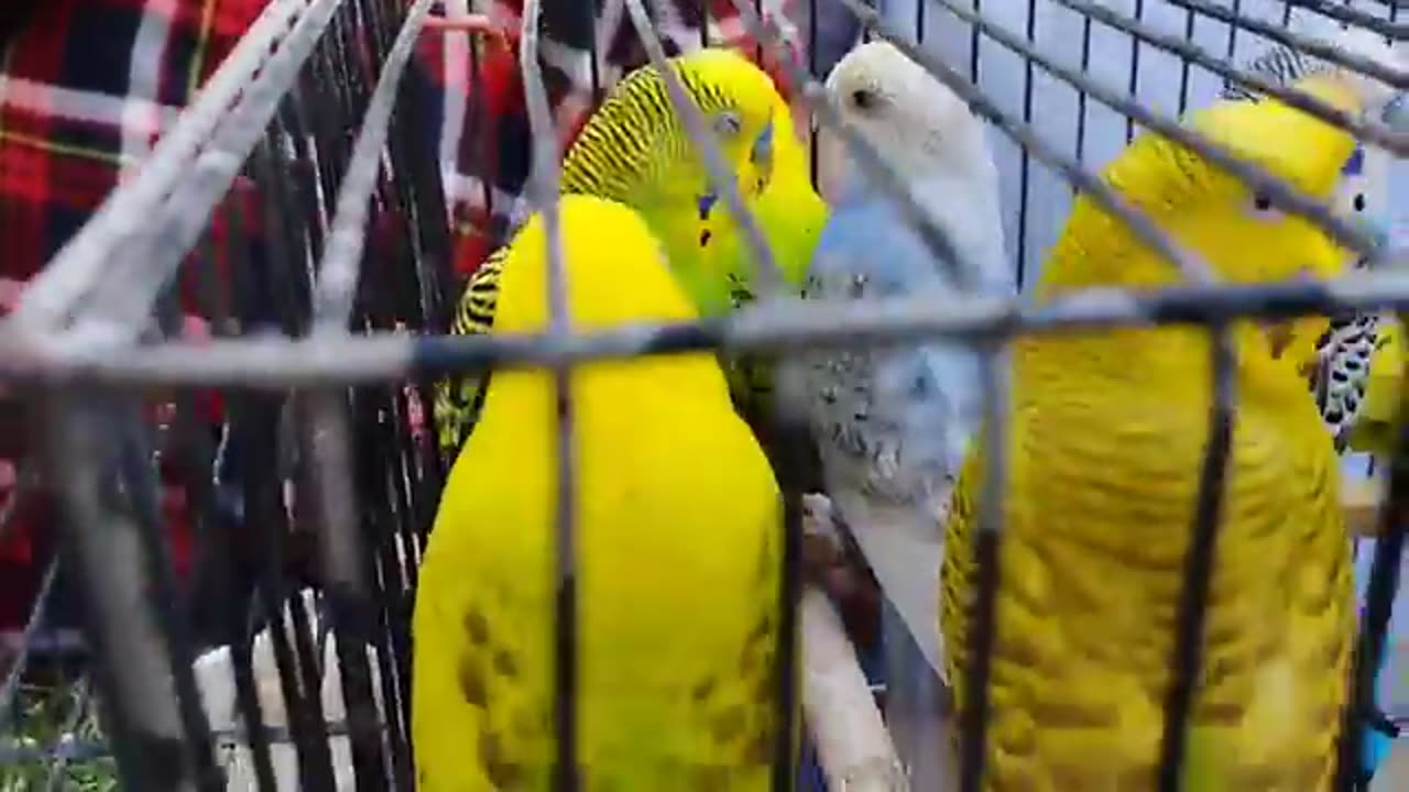 Karachi Birds market 19/10/2025