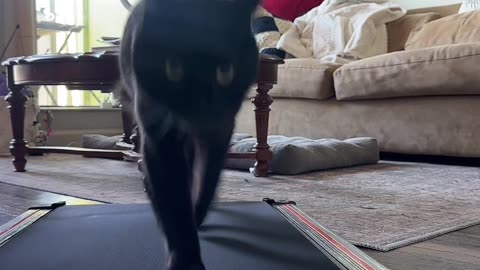 Black Cat Struts On Treadmill