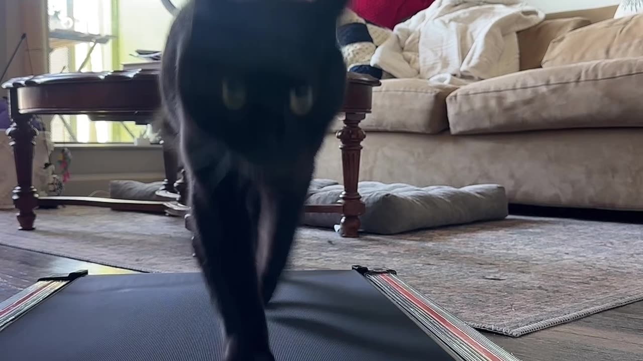 Black Cat Struts On Treadmill
